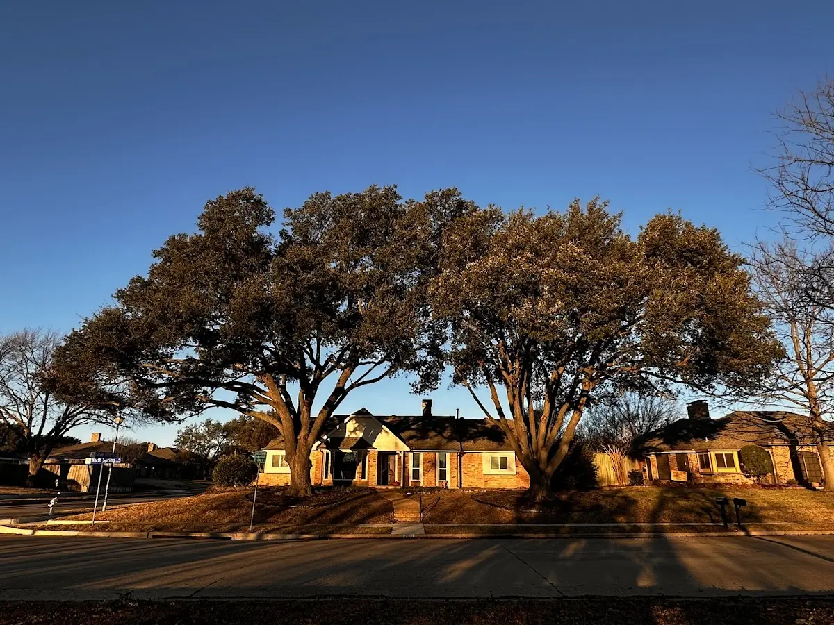Established residential canopy tree shading a home in Winslow